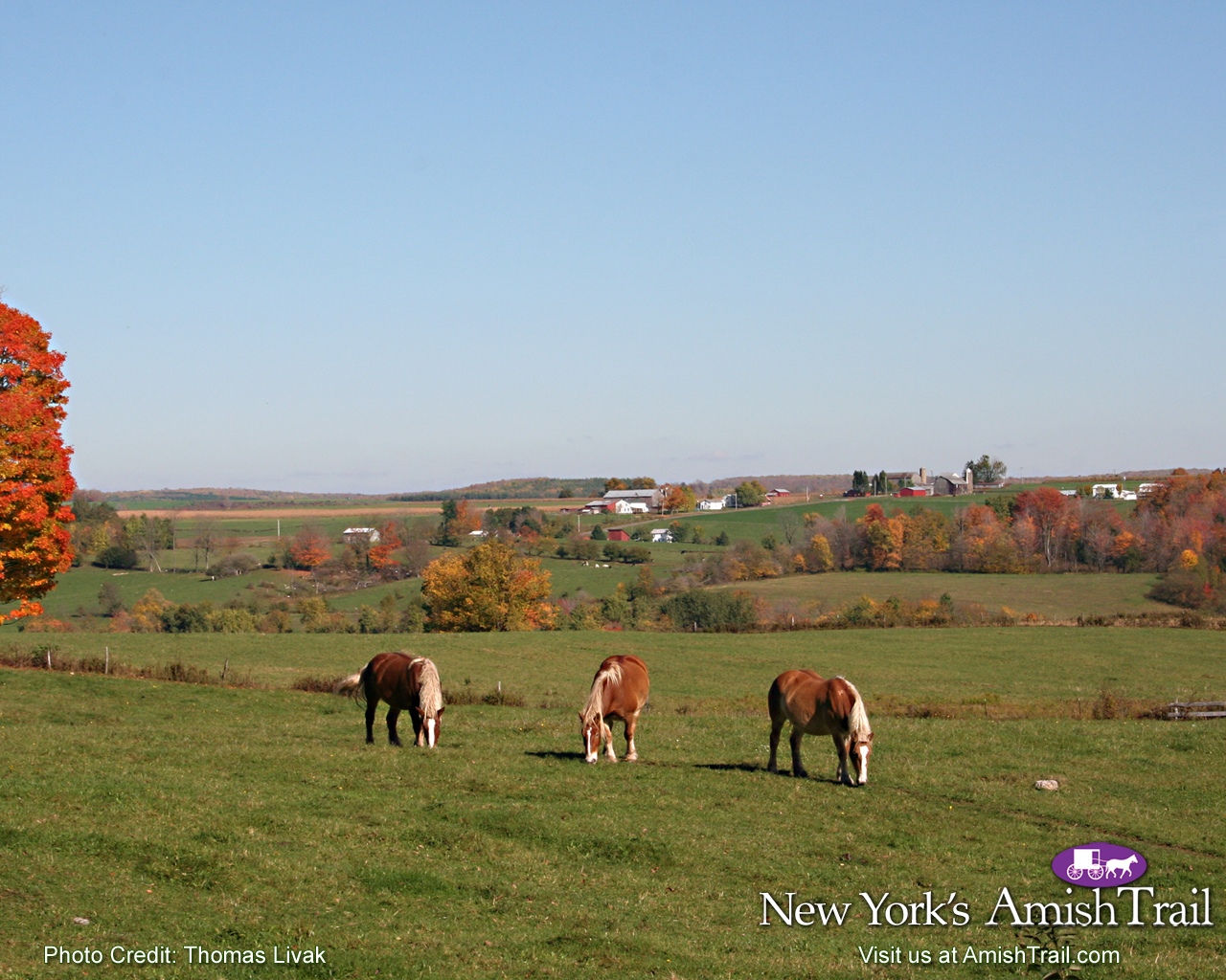 Workhorses Along The Amish Trail Wallpaper Enchanted Mountains Of