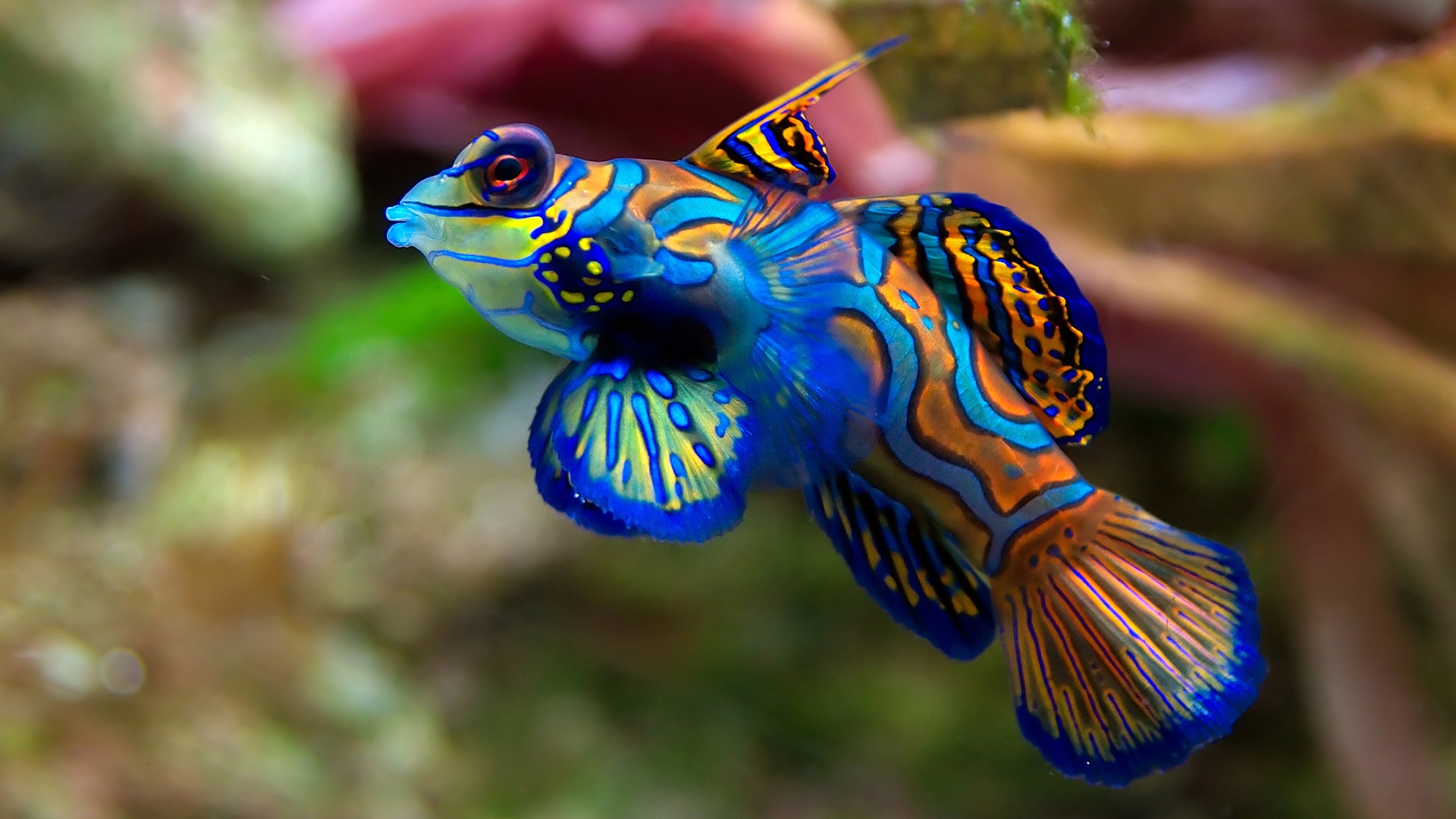 Fish Cute Animals Wallpaper HD