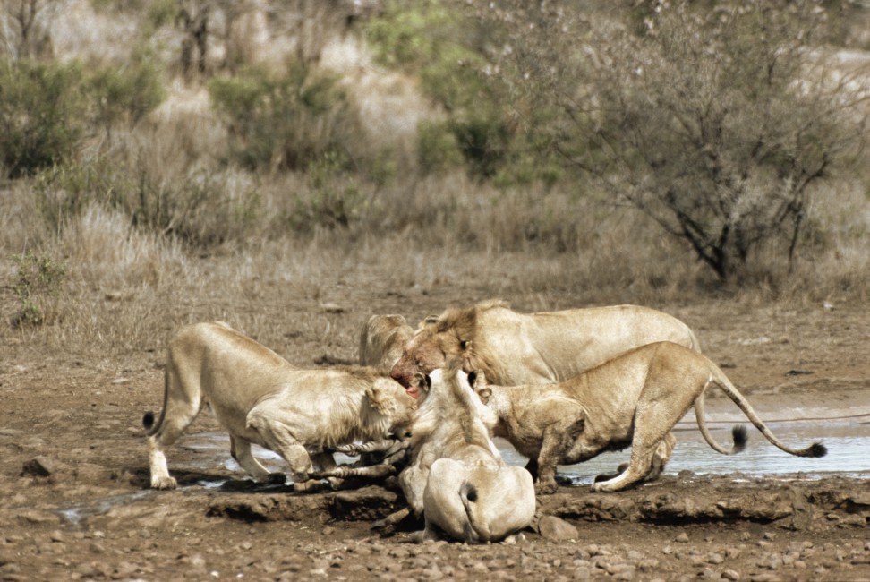 Lions Carcass Zebra Food Predators Stock Photos Image HD