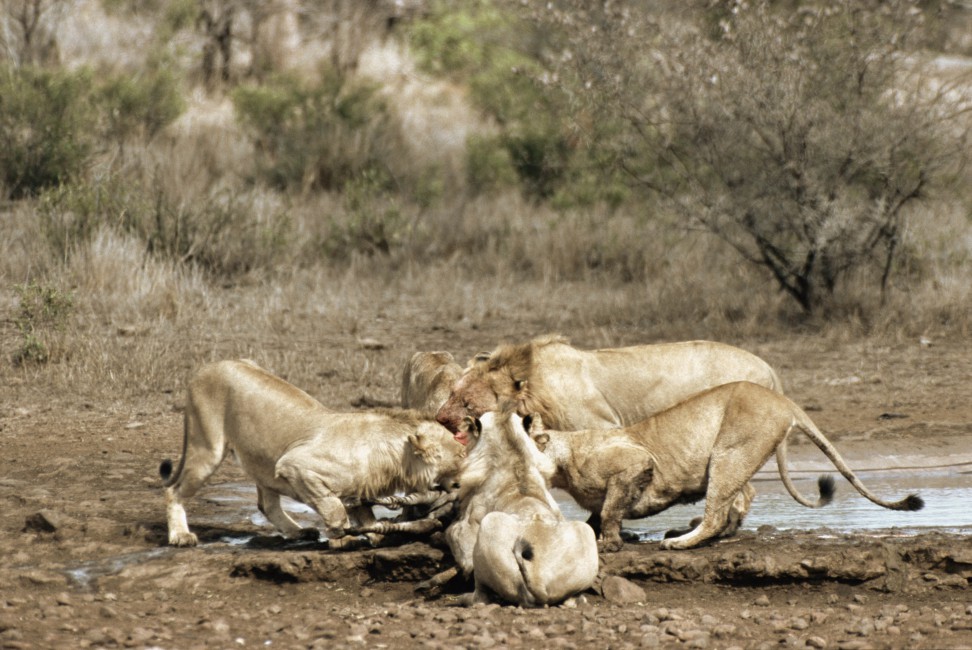 Lions Carcass Zebra Food Predators Stock Photos Image Hd