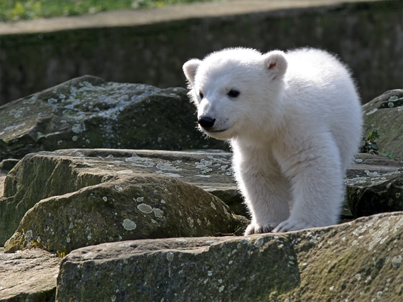 Baby Polar Bear Desktop Wallpaper Photosz