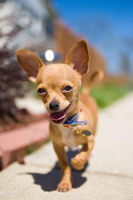 Chihuahua Wallpaper HD Android Apps On Google Play