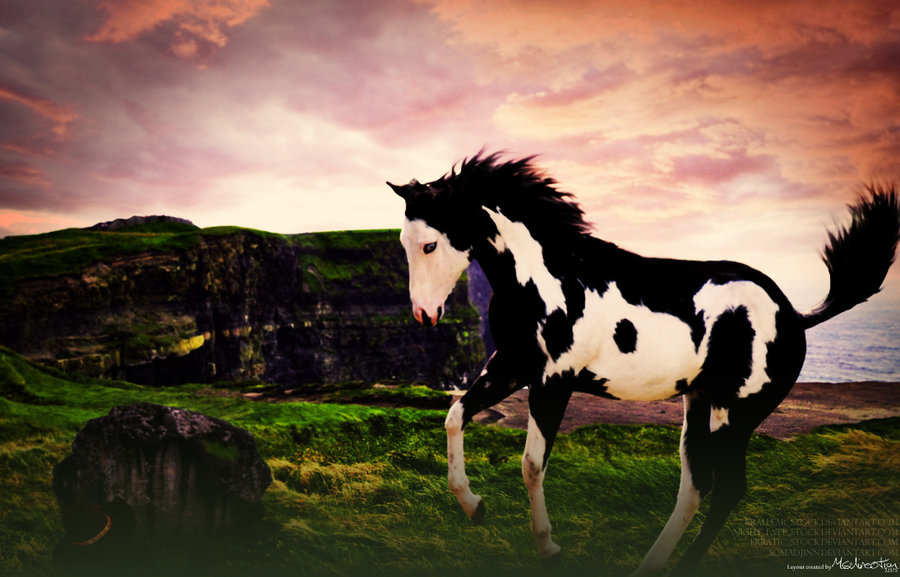 Paint Horse Wallpaper On The Cliffs By