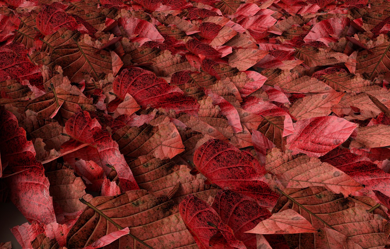 Wallpaper Autumn Leaves Background Colorful Red