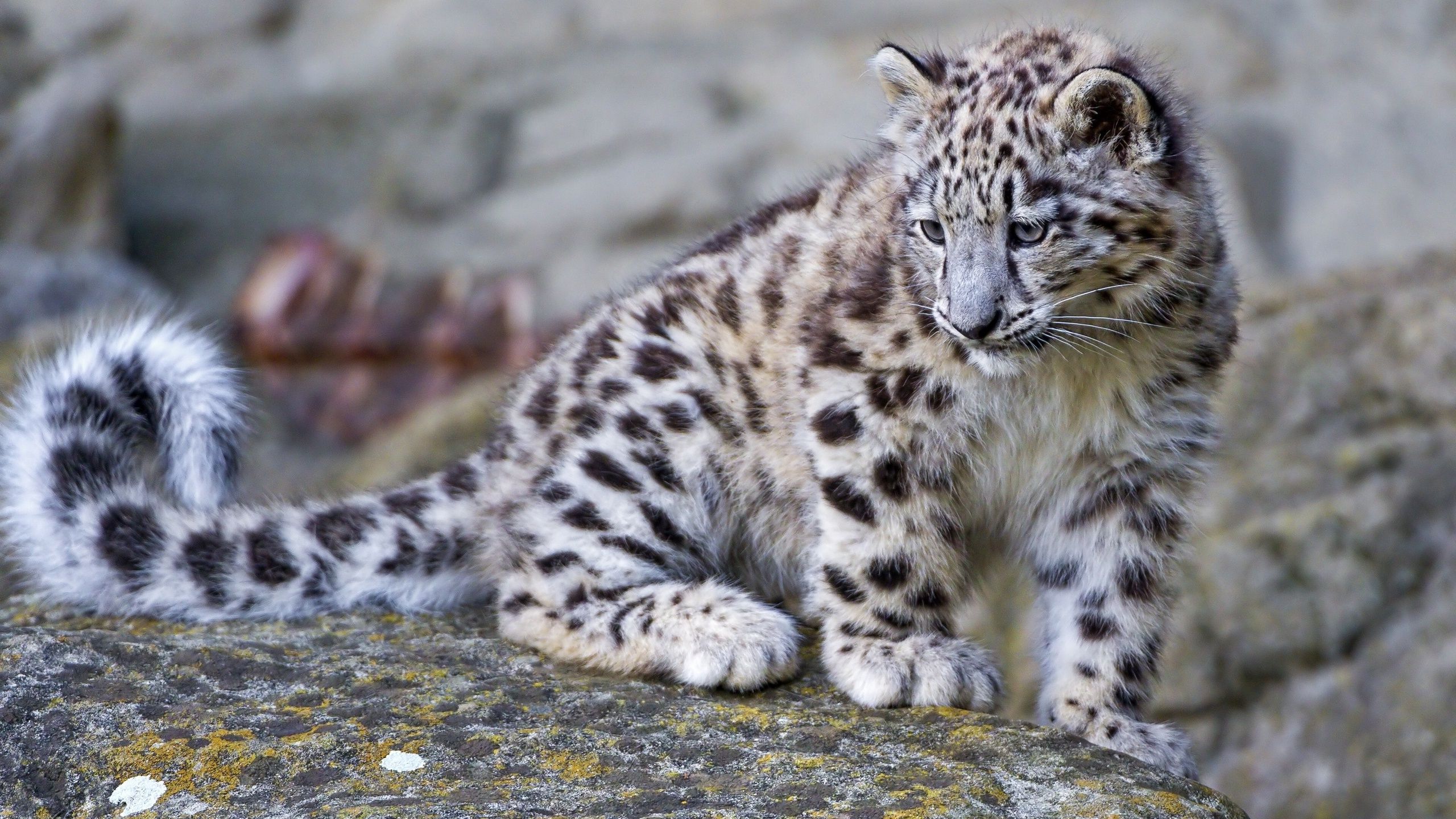Gallery For Gt Baby Snow Leopard Wallpaper