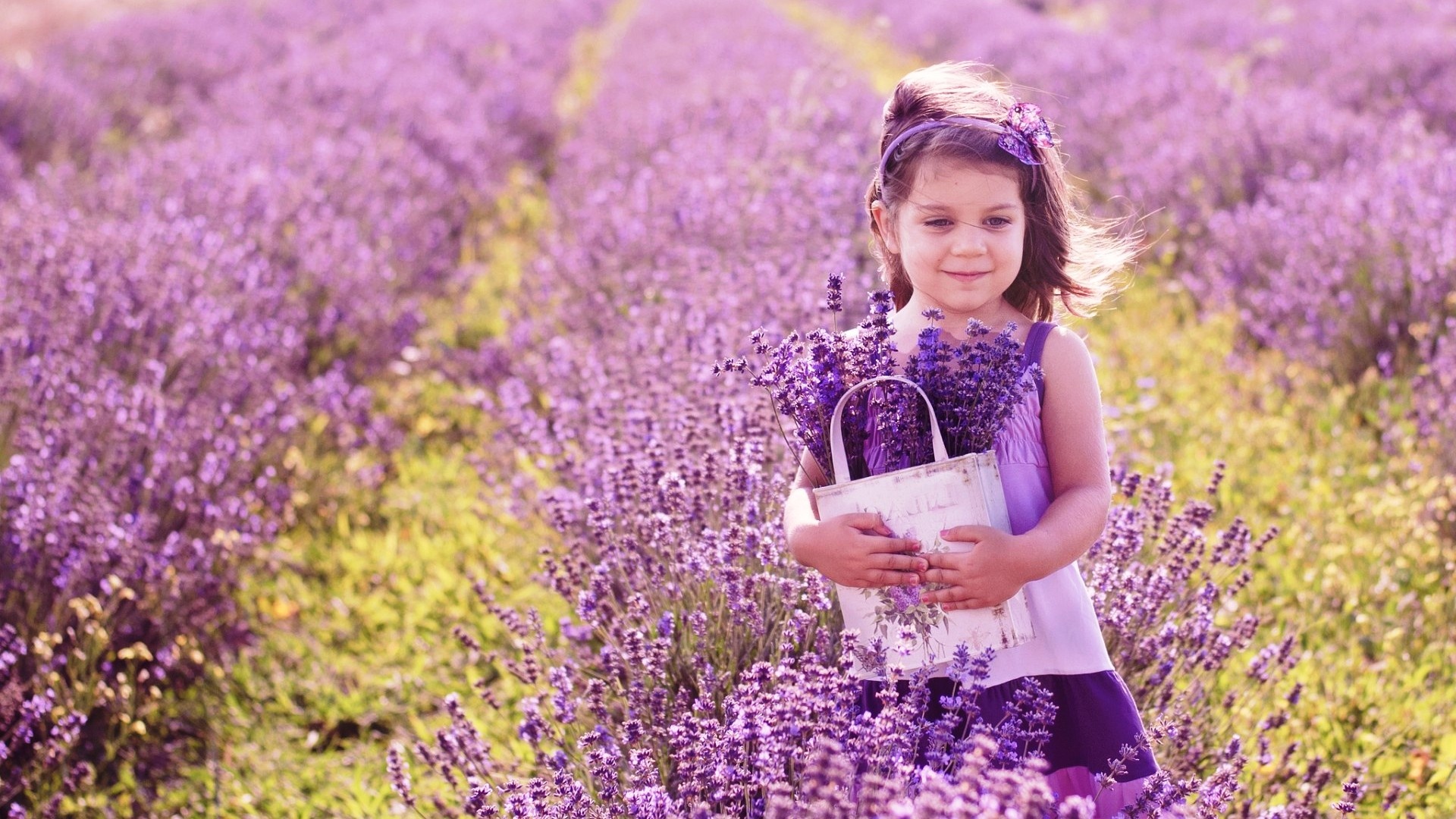 Lavender Flowers Background Wallpaper High Definition Quality