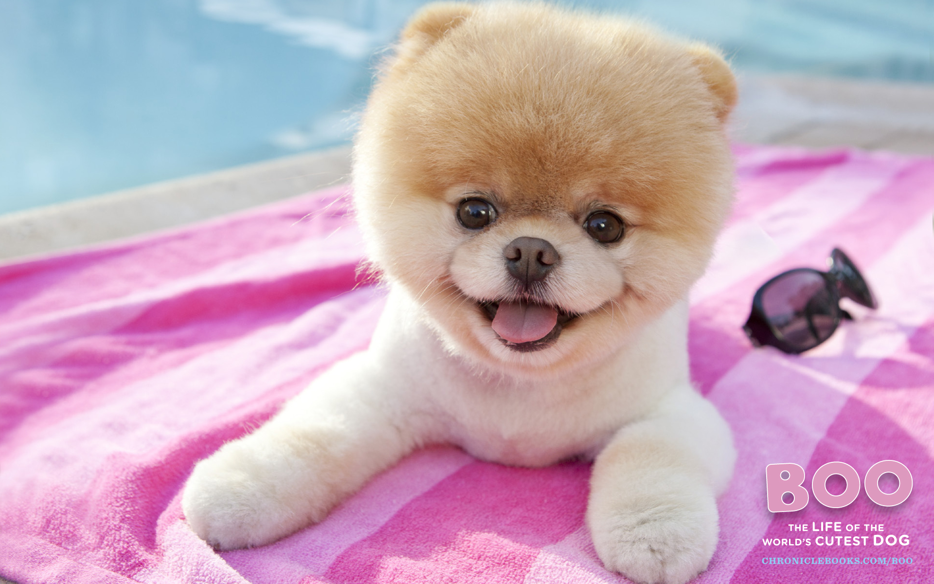 Dogs Est Some Photos Boo The Cutest Dog Pomeranian Wallpaper