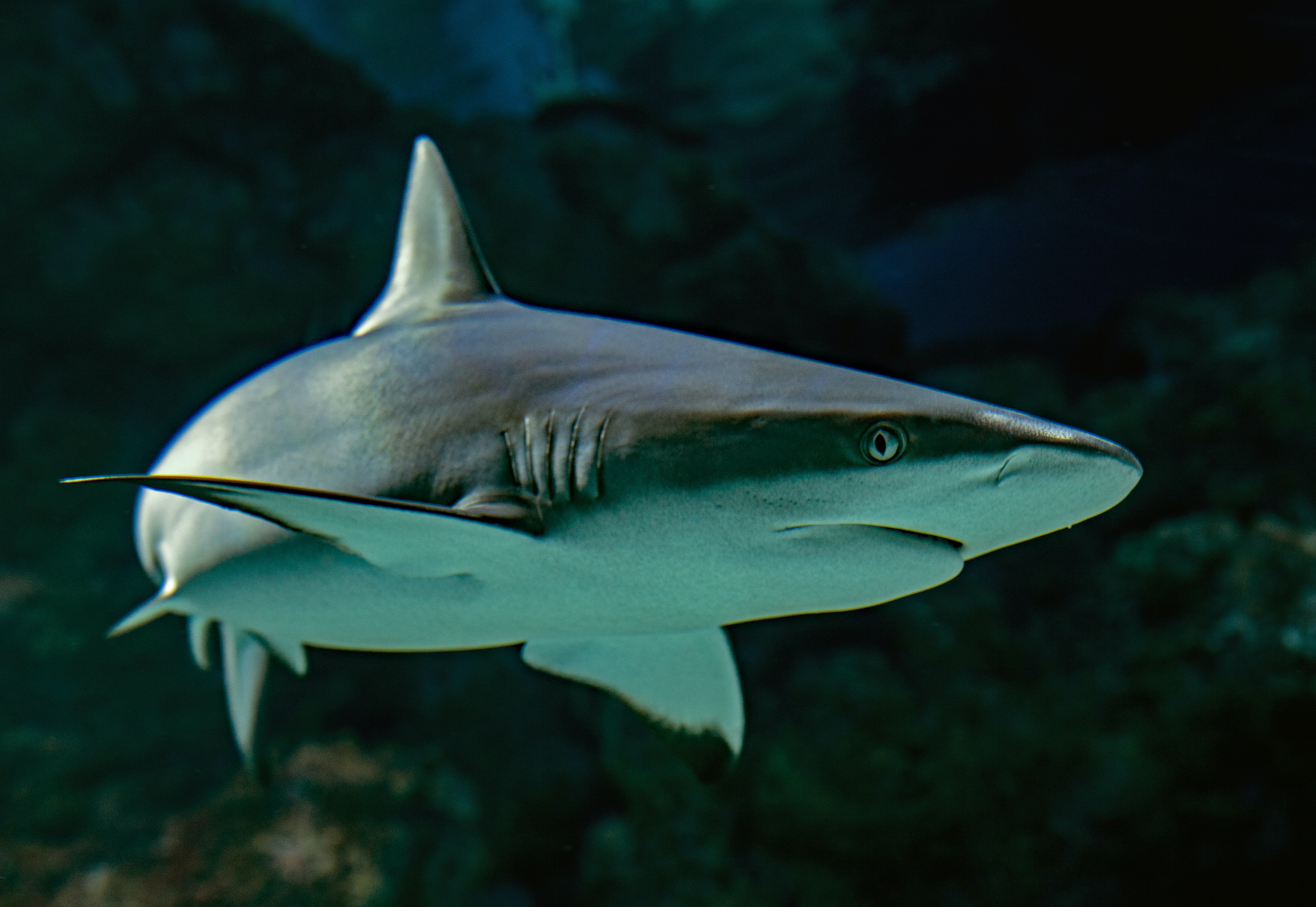 Shark Wallpaper HD Hq