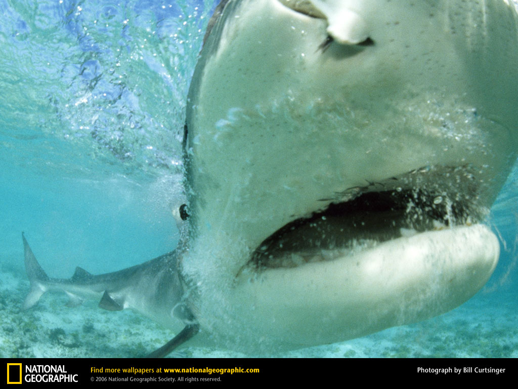 Source Url Imageprest In The Sea Tiger Shark Wallpaper