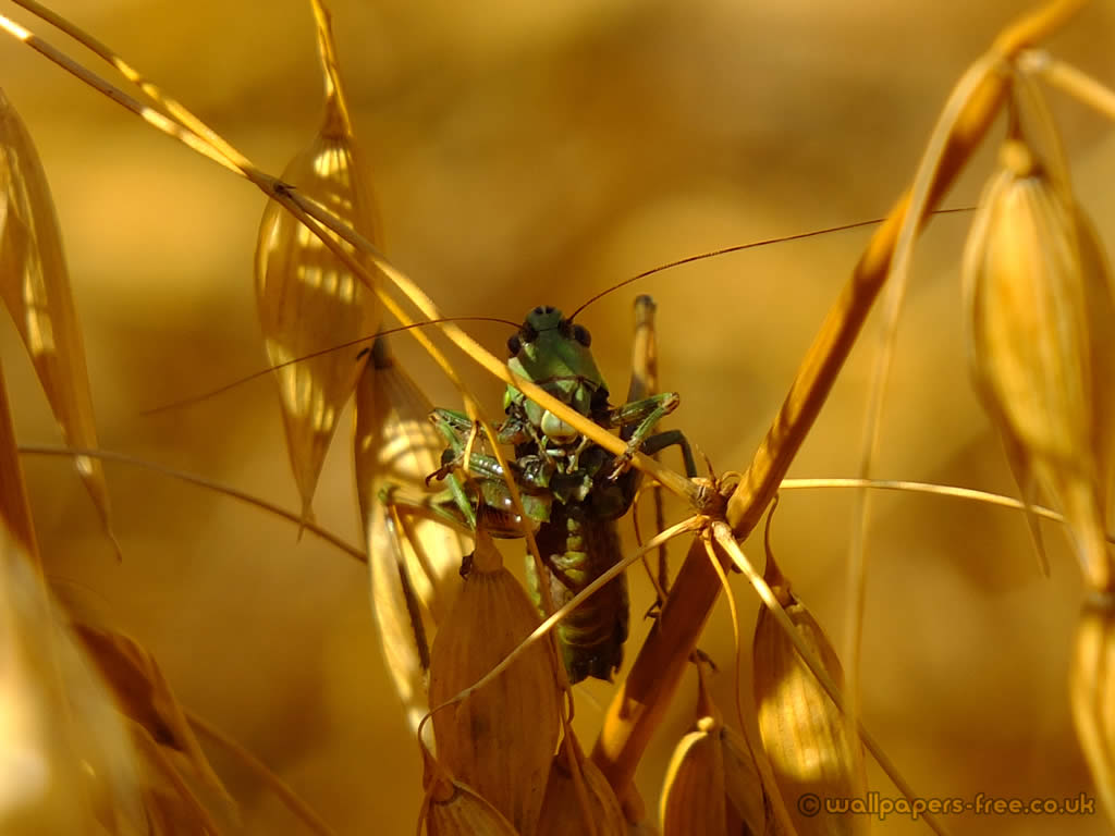 Free download Cricket In Golden Corn Field Crickets And Grasshoppers