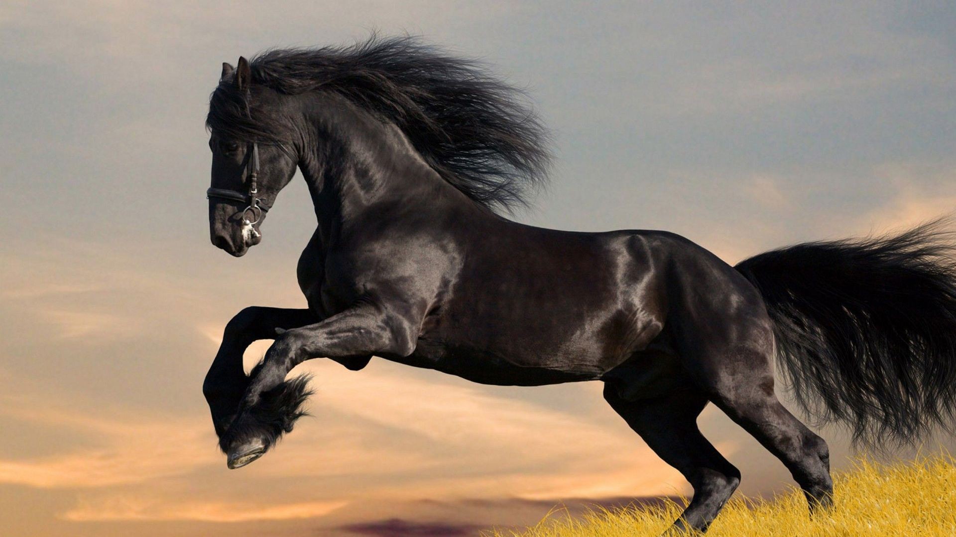 Friesian Horse HD Wallpaper Desktop Image