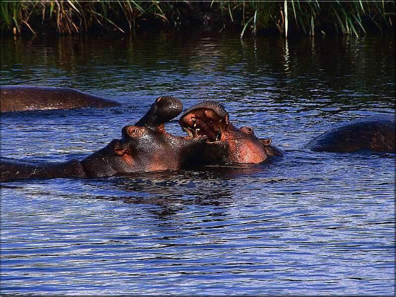 Hippos Wallpaper Background