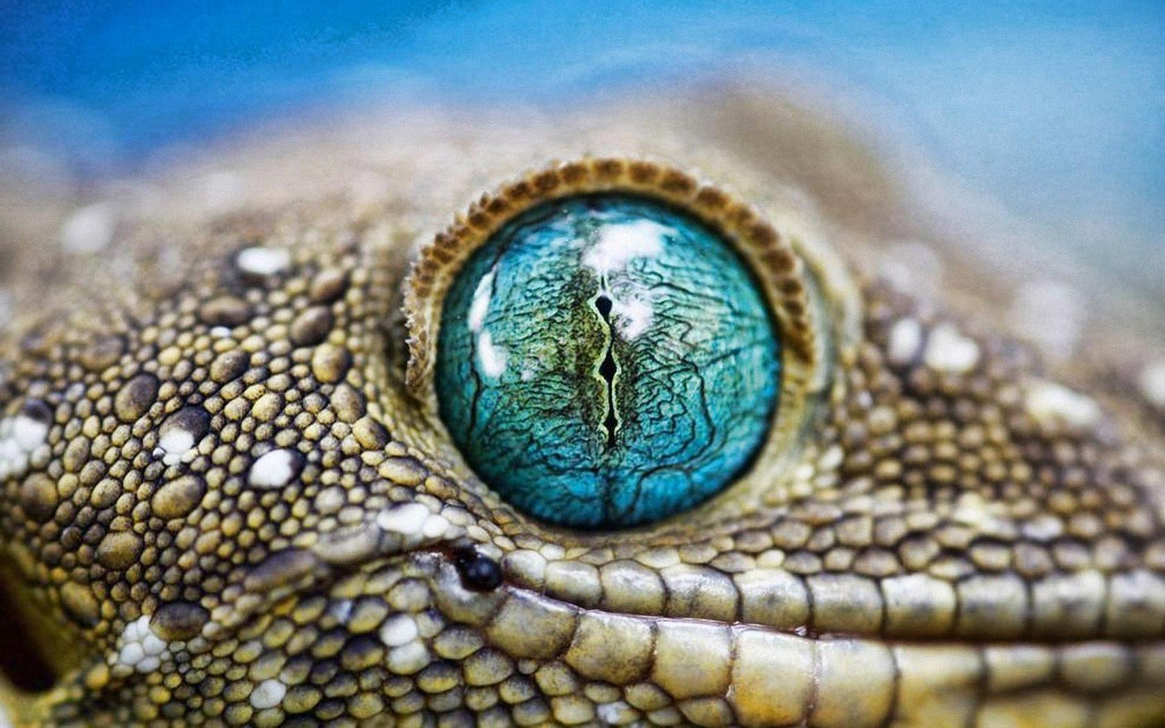 Blue Eyes Gecko Animals Desktop HD Wallpaper