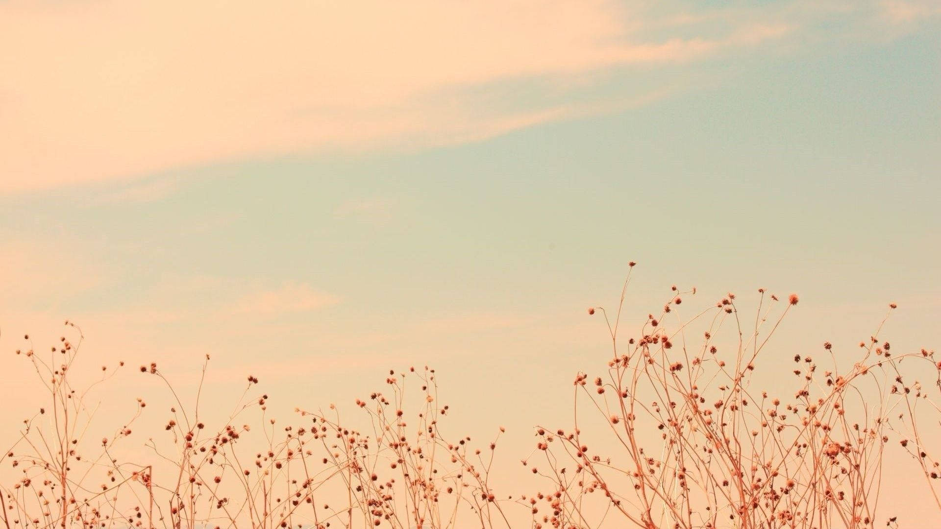 Top Flower Aesthetic Wallpaper Full HD 4k To Use