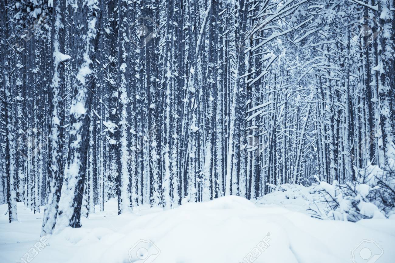 Winter Nature Background Stock Photo Picture And Royalty Free