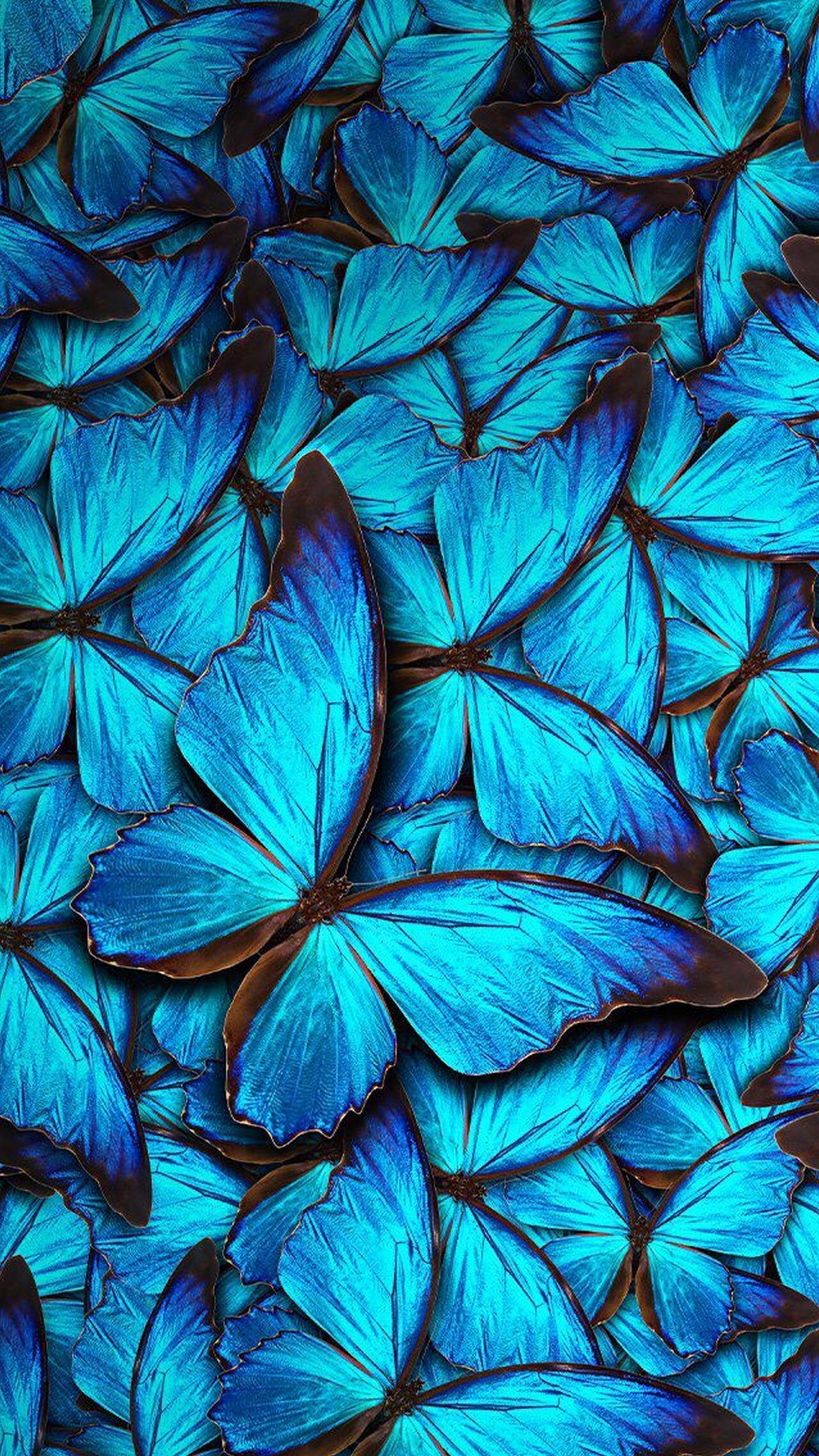 iPhone Wallpaper Blue Butterfly 3d