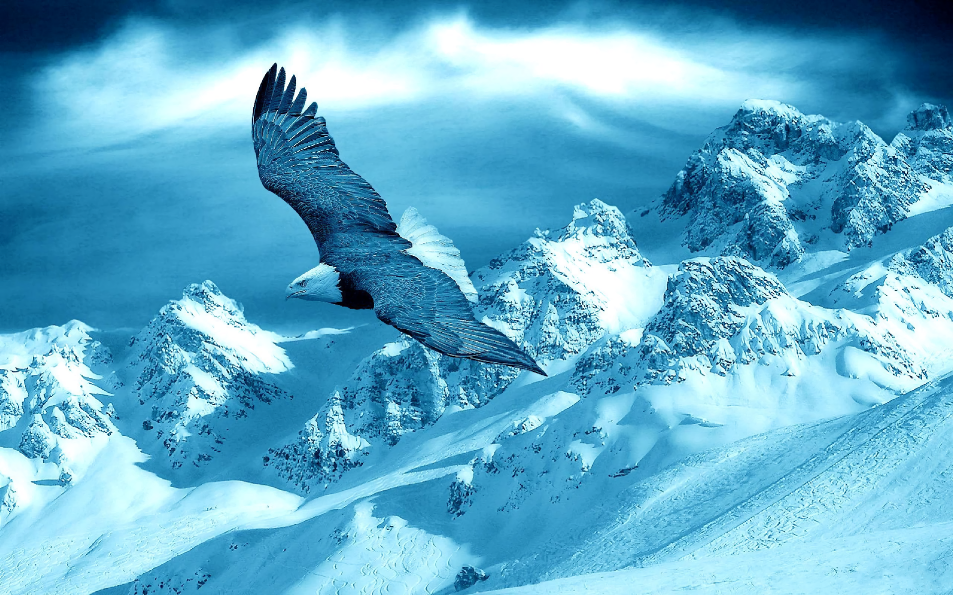 Eagle Flying Wallpaper HD Desktop And Mobile Image