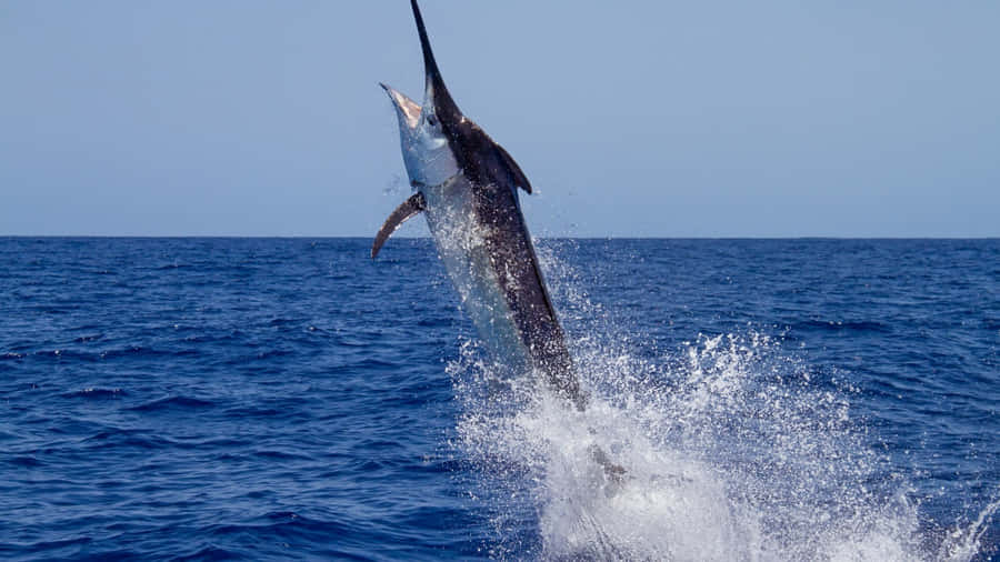 Marlin P5Qs8U13Ok6Vvv69 Wallpaper