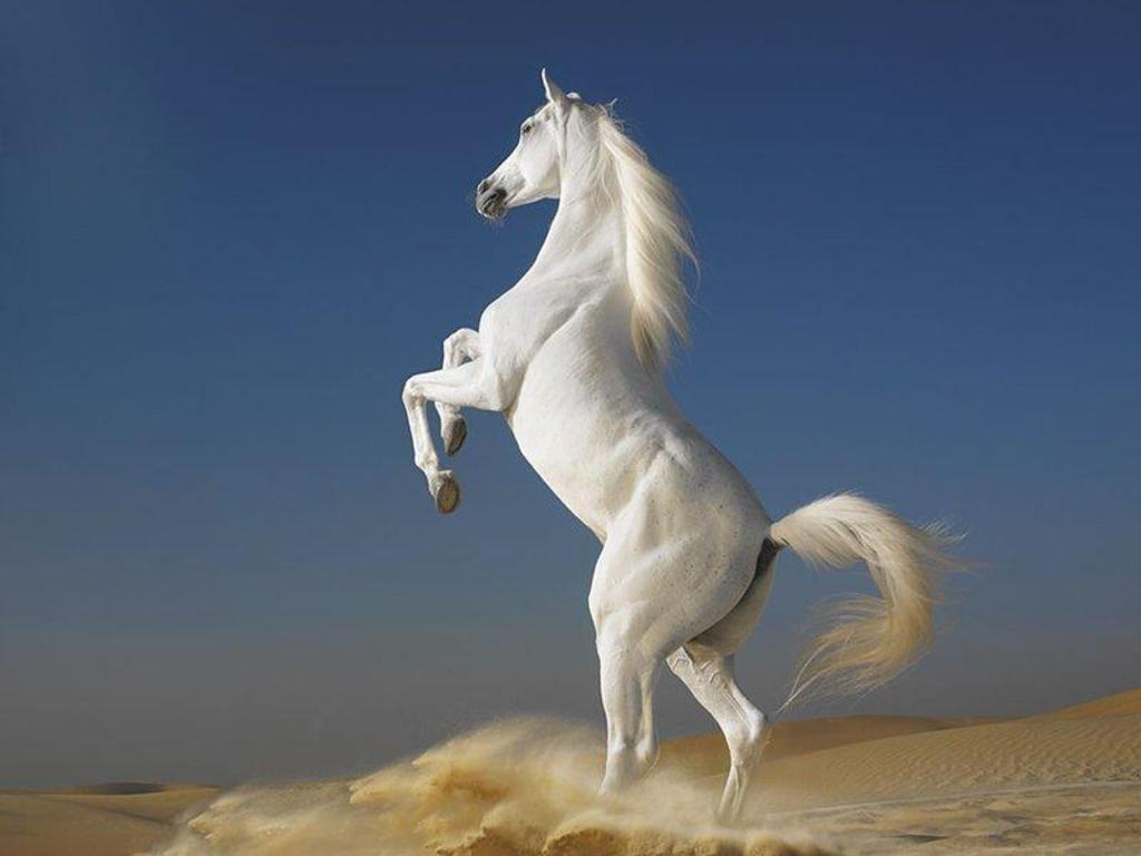 White Coloured Horse Pictures Photos Wallpaper Standing