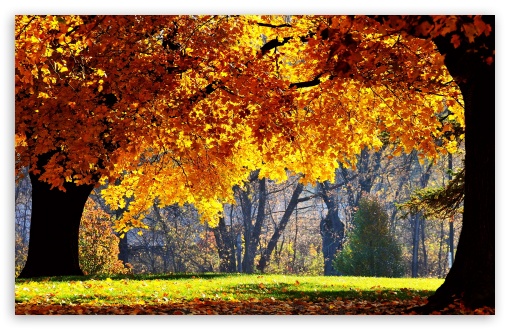 Beautiful Fall HD Desktop Wallpaper Widescreen High Definition