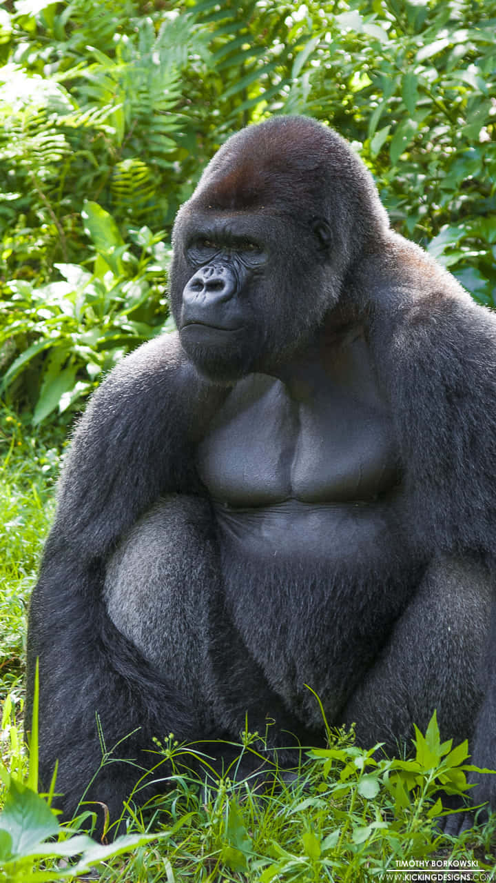 Majestic Gorilla On iPhone Xs Background Wallpaper