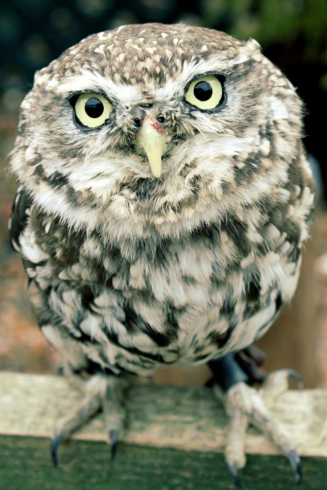 Cute Owl iPhone Wallpaper