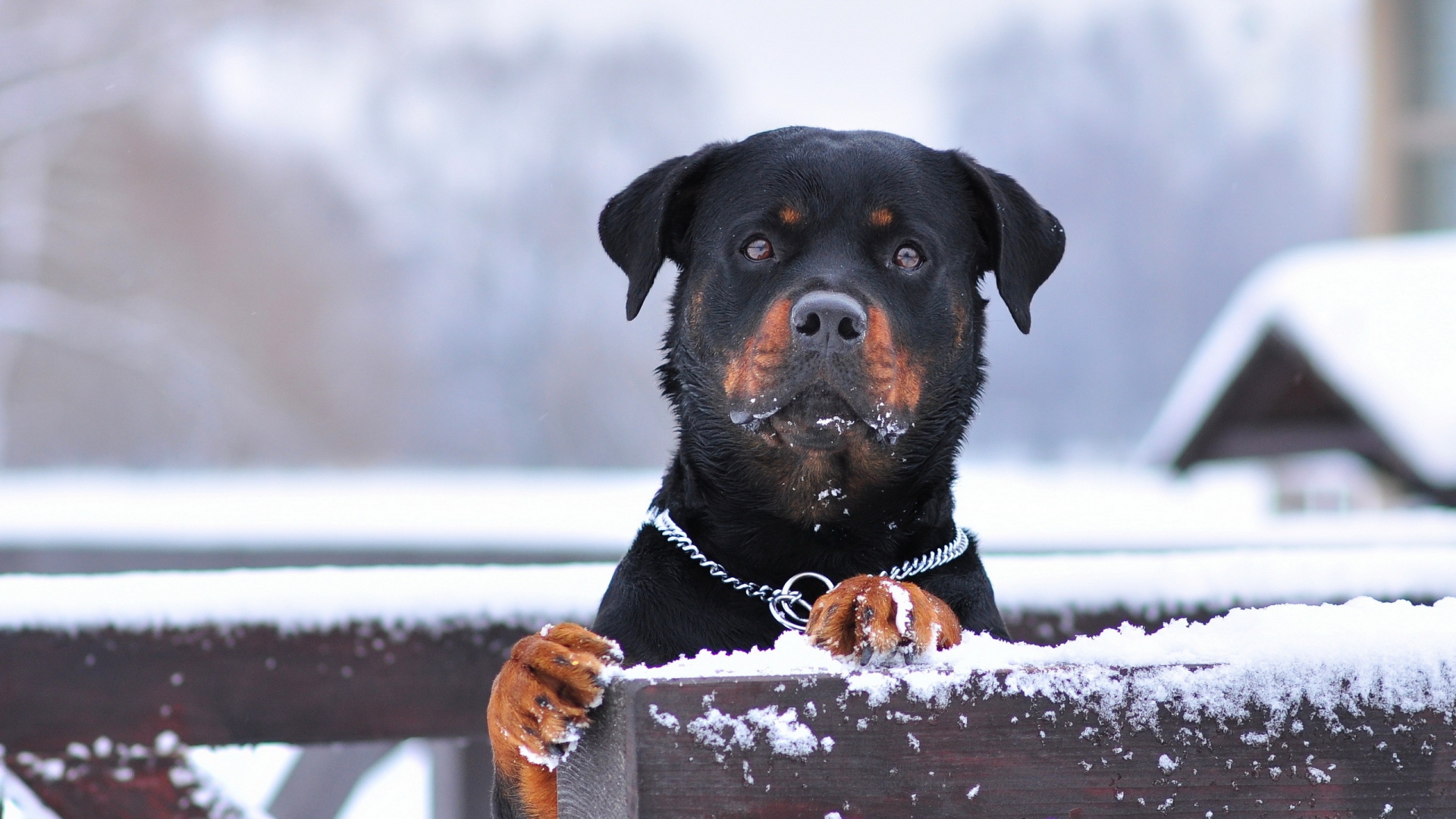 Fantastic Rottweiler Wallpaper