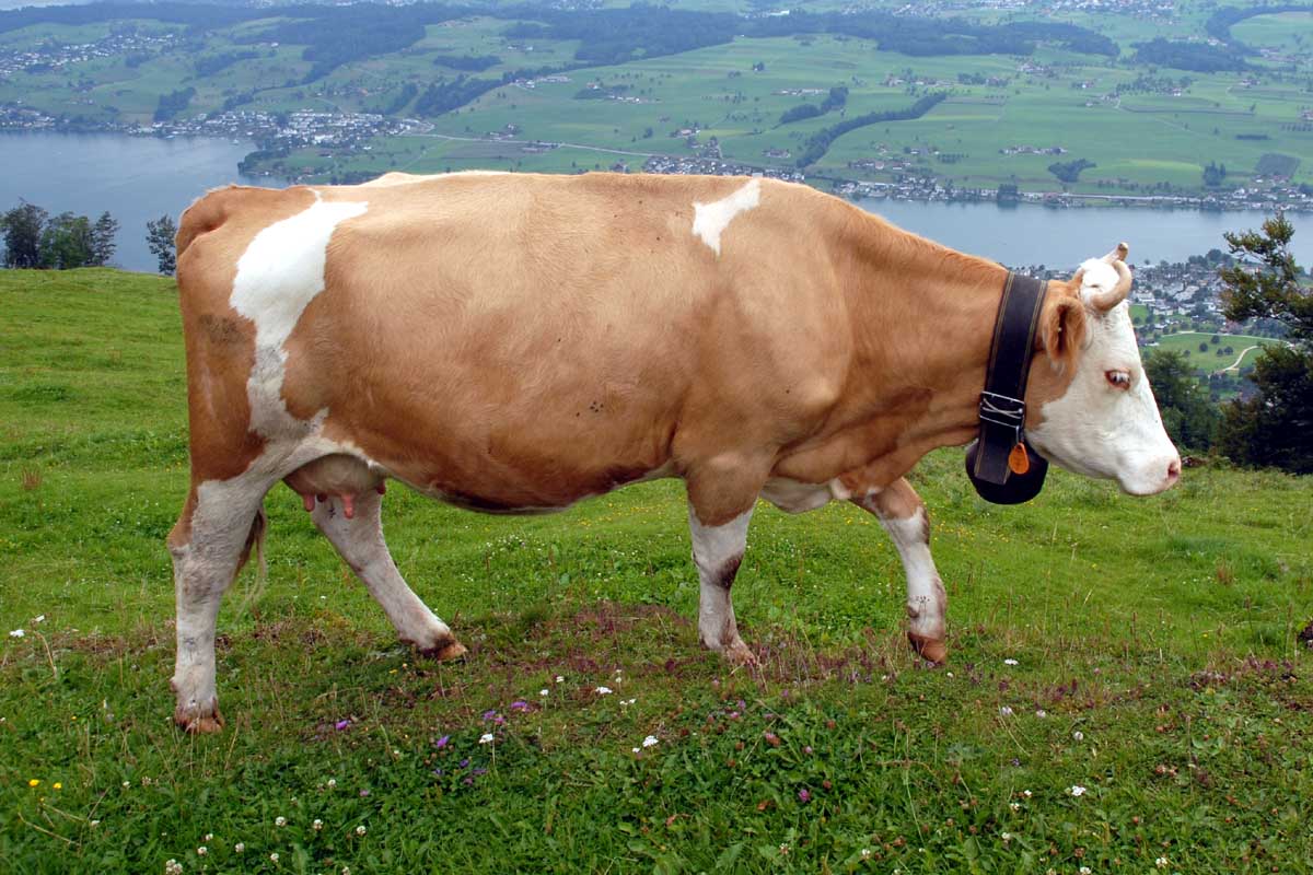 Wallpaper Of Cow As Animal For Desktop Background Wild