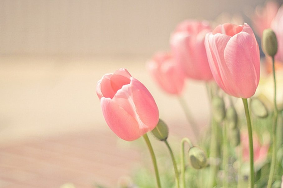 Pink Tulips Wallpaper