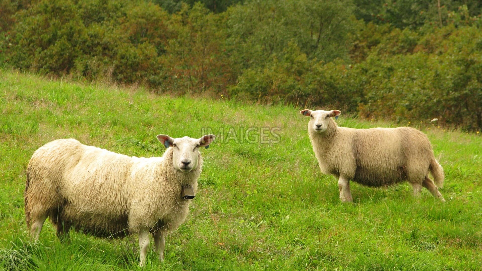 Farm Animals Wallpaper