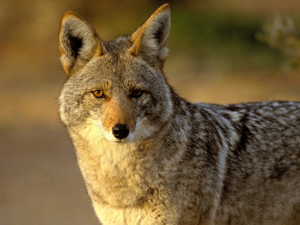 Coyote Wildlife Info Photos The