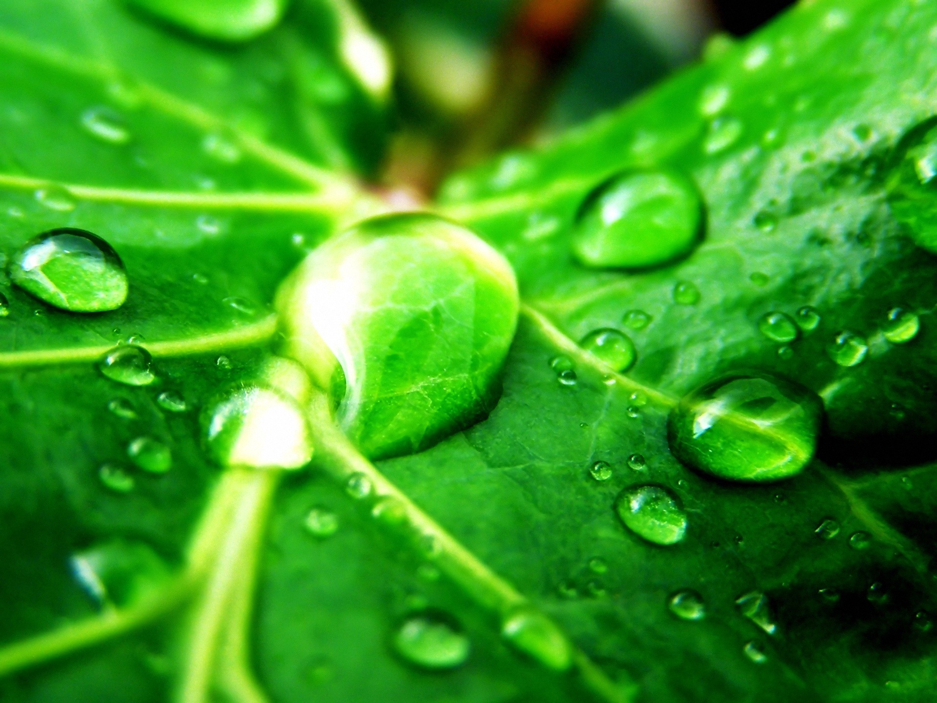 Green Leaves Wallpaper