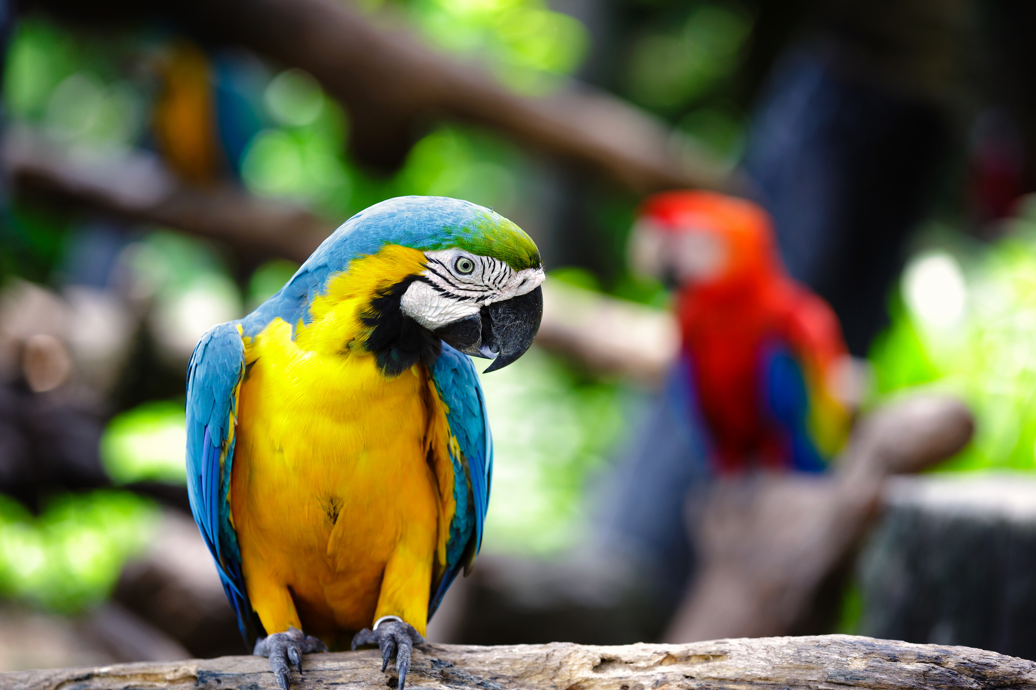 Blue and yellow Macaw HD Wallpaper Background Image 2048x1365