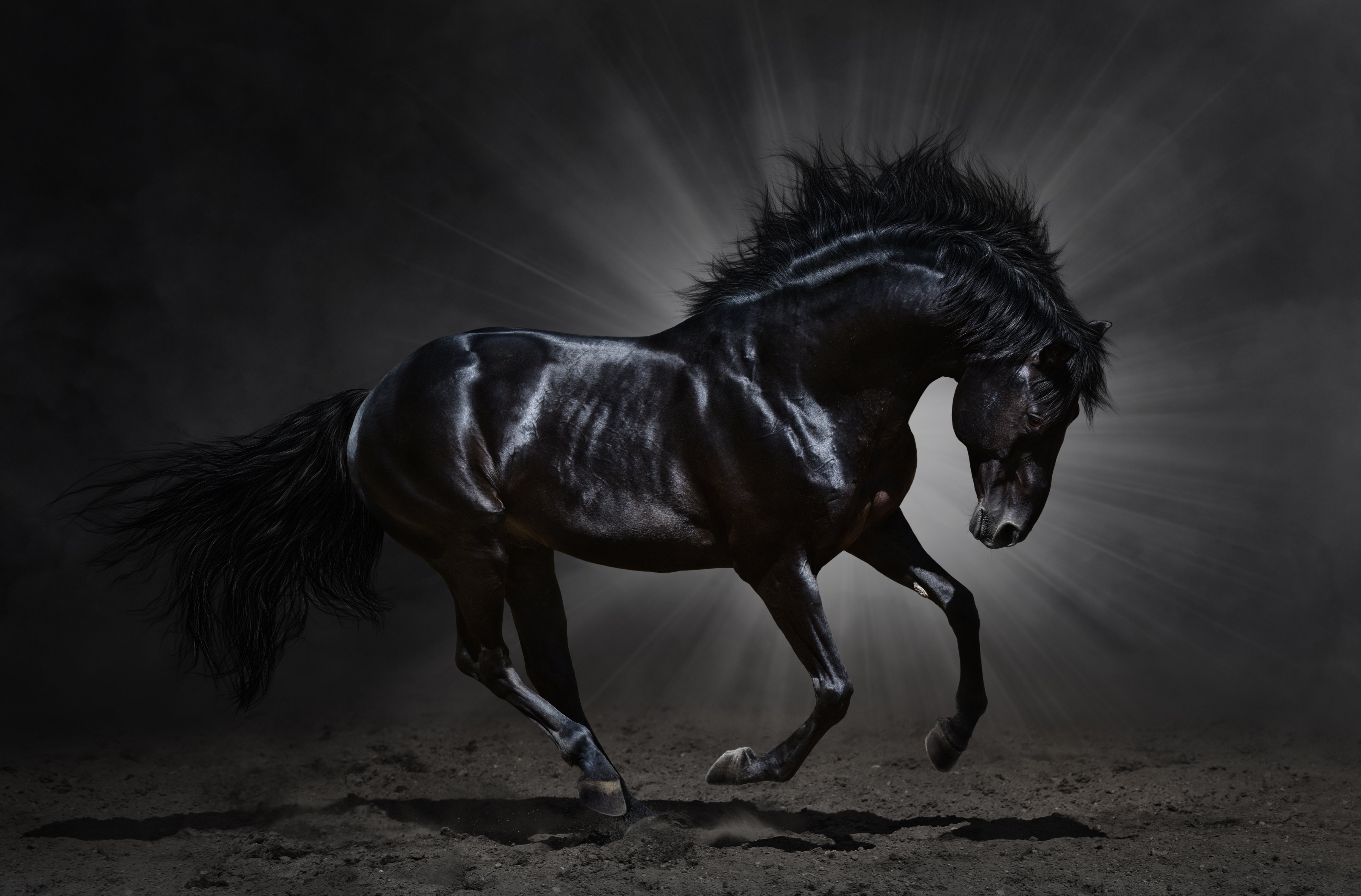 Pure Blood Impressive Black Stallion Wallpaper And