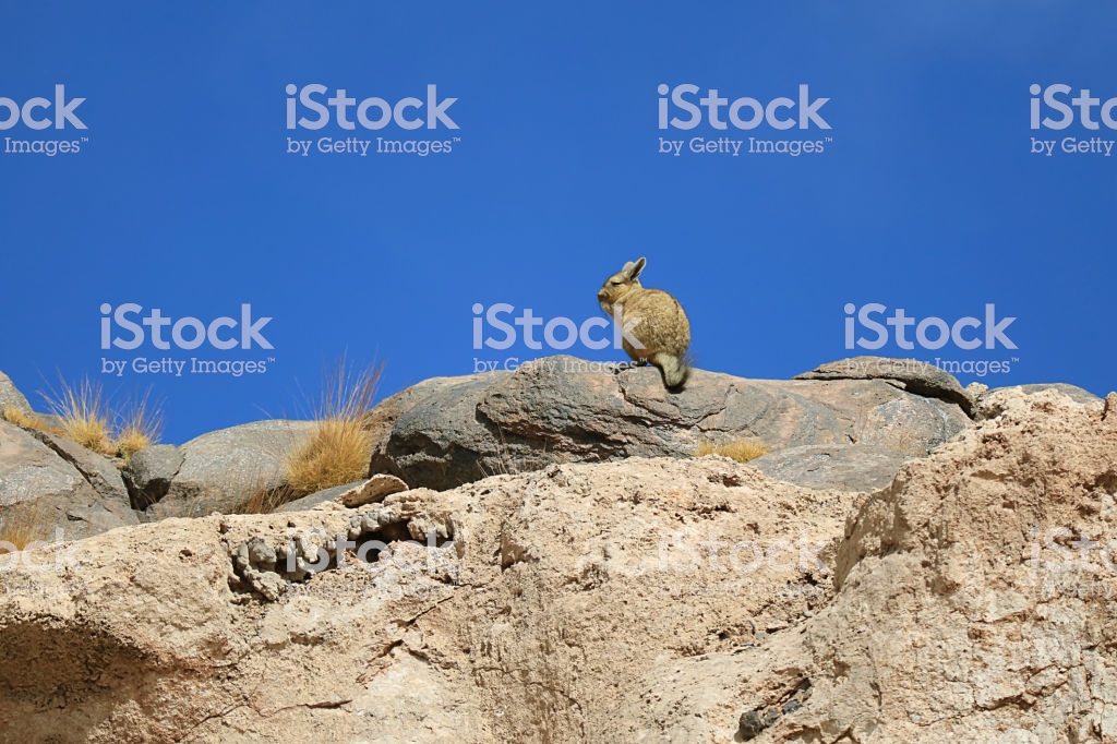 Mountain Viscacha Sunbathing On The Rocky Hill Under Vibrant Blue