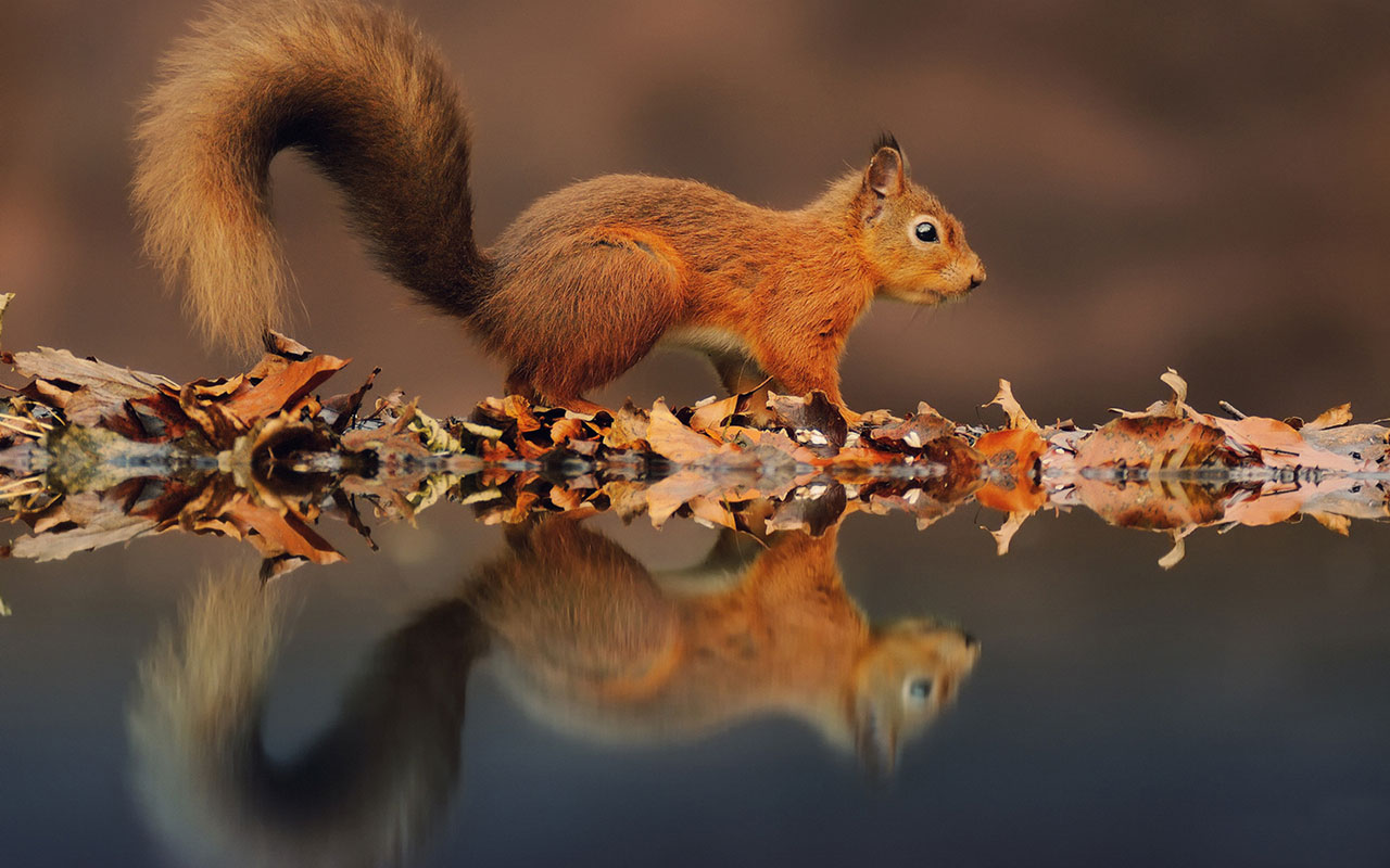 Cute little squirrel HD wallpaper 9 Animal Wallpapers   Free