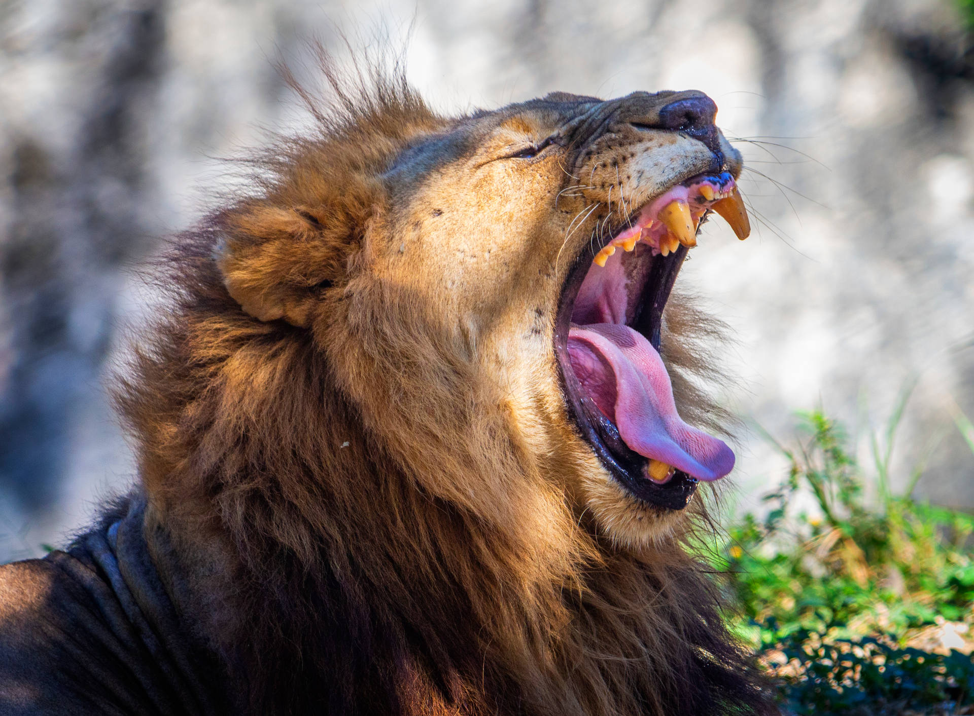 Top Angry Lion Wallpaper Full HD 4k To Use