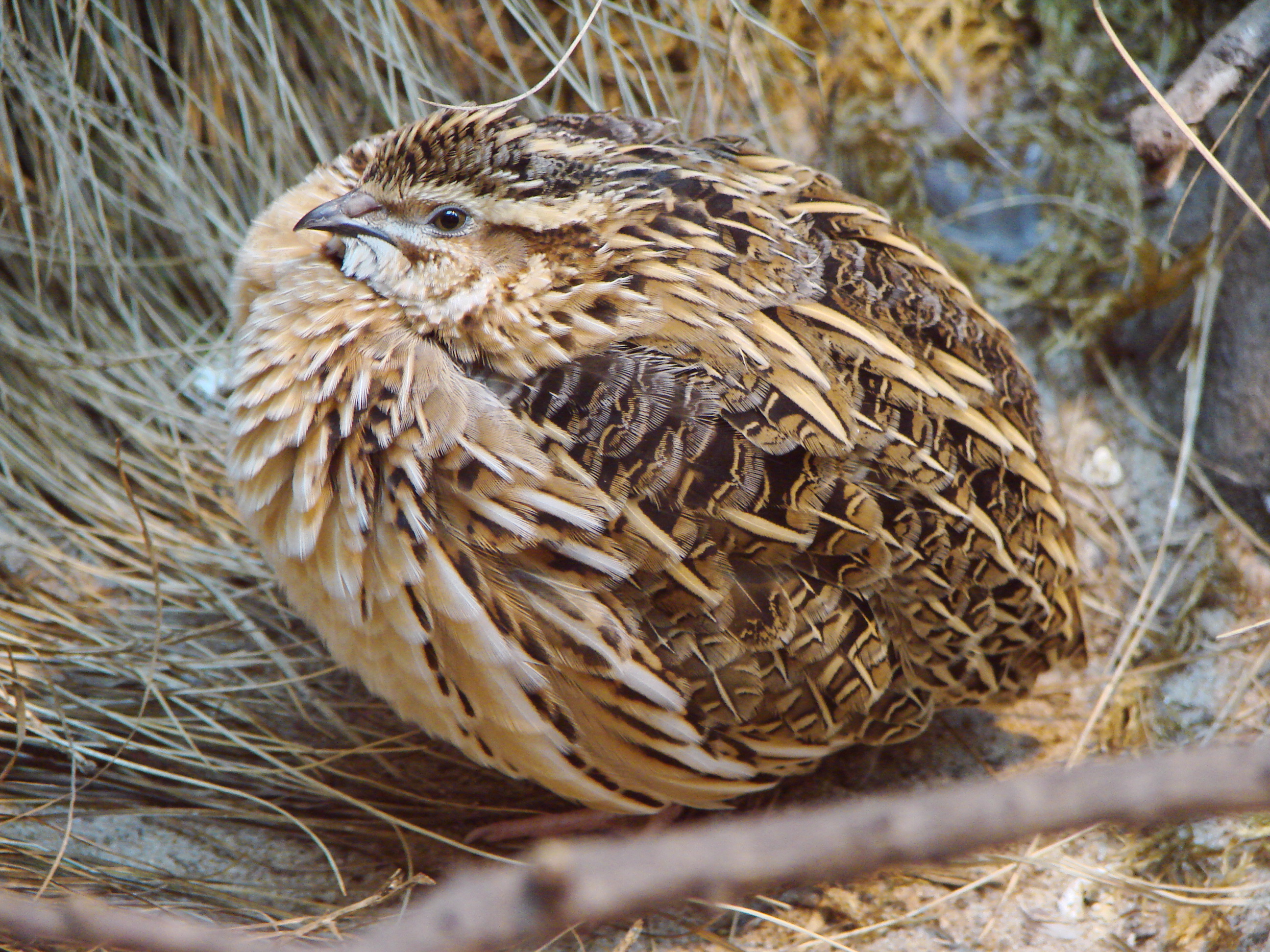 Mon Quail Photos And Wallpaper Collection Of The