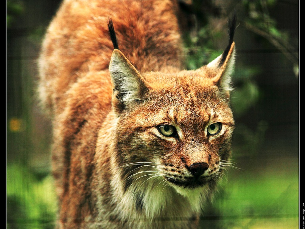 Lynx Wallpapers HD Wallpapers Pictures Images Backgrounds