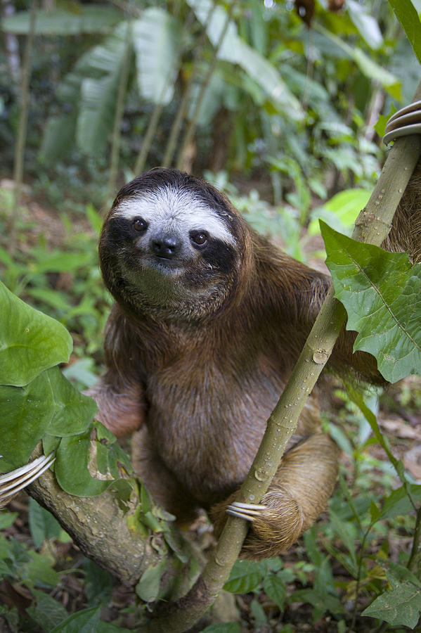 Brown Throated Three Toed Sloth Photograph By Suzi Eszterhas