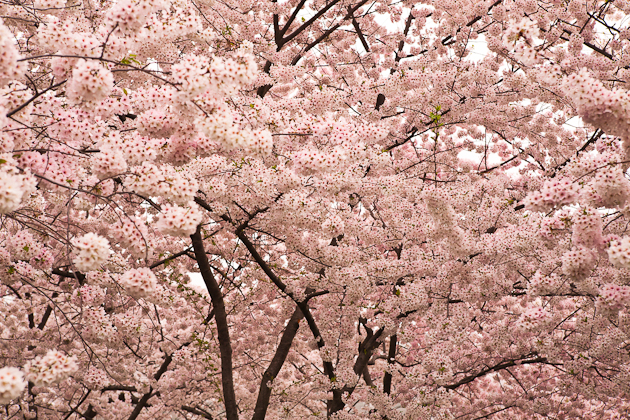 Craig Corl Photography Washington DC Cherry Blossoms 2012 Part 2