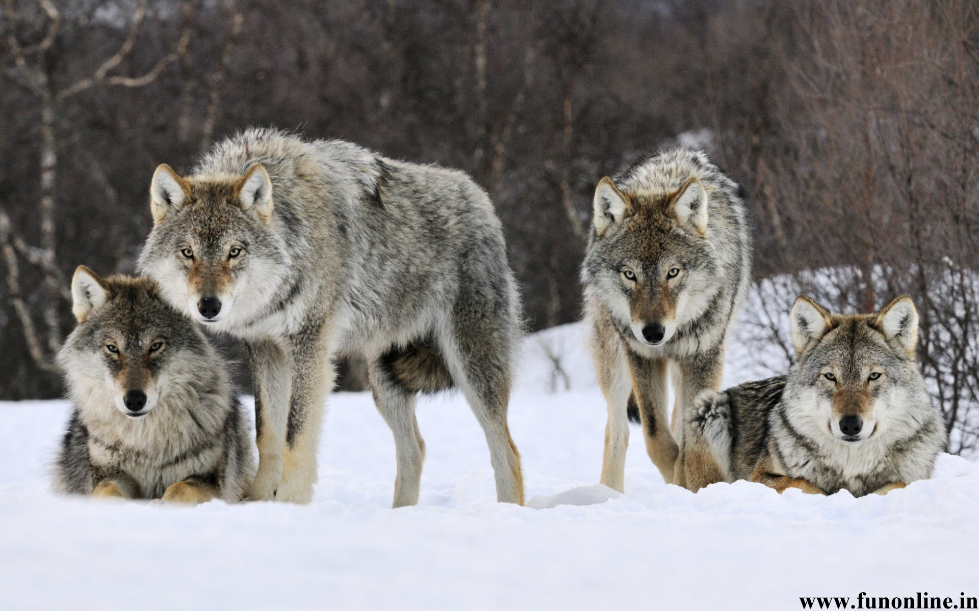 Group Of Gray Wolves Desktop Wallpaper
