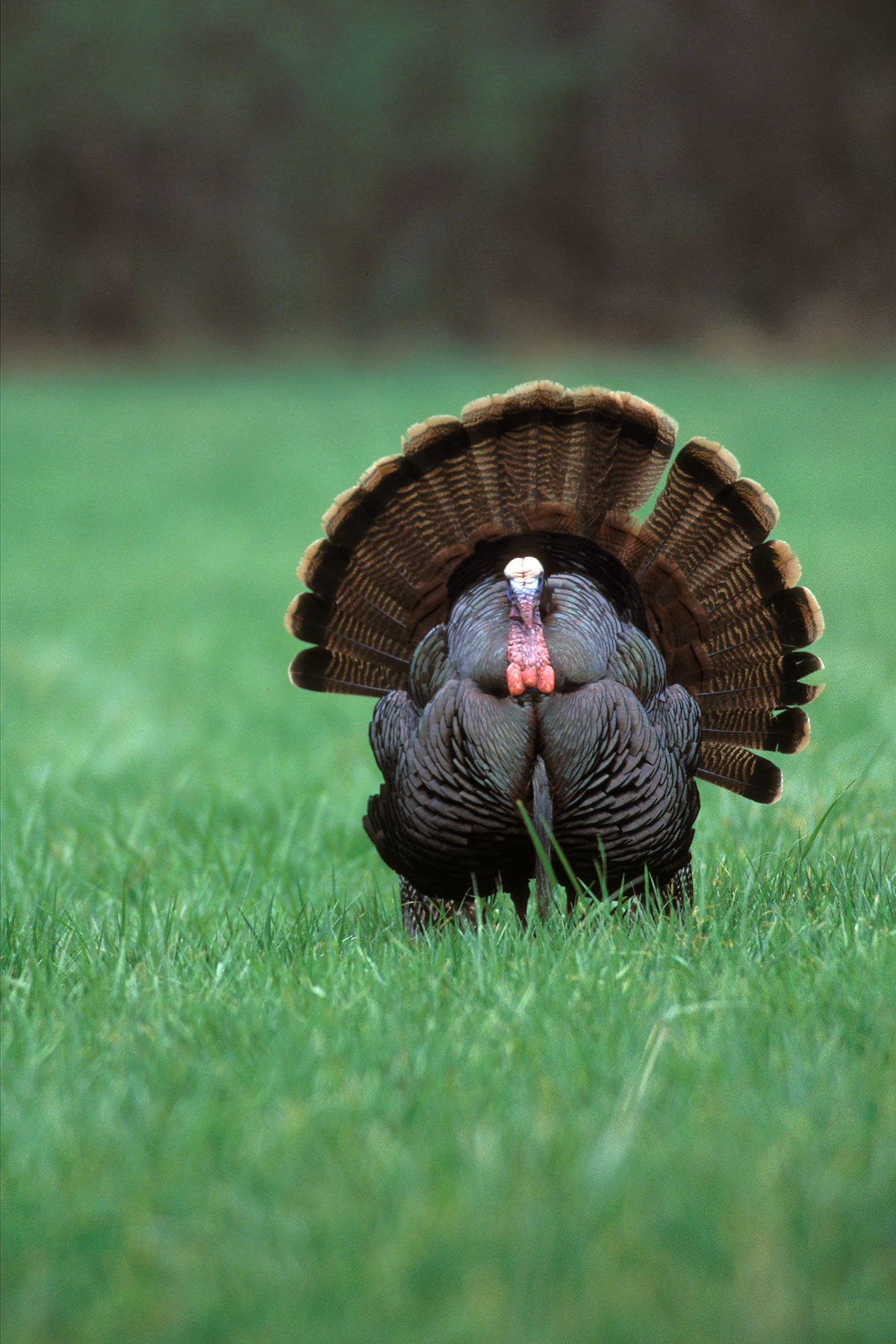 Nwtf Wallpaper Ing Gallery For Your