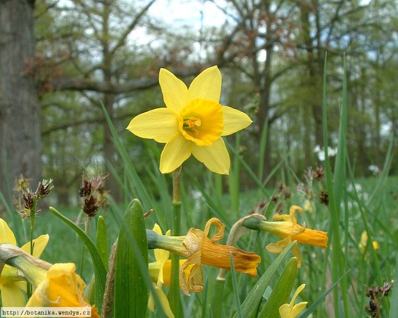 Narcissus Flower Wallpaper Daffodil