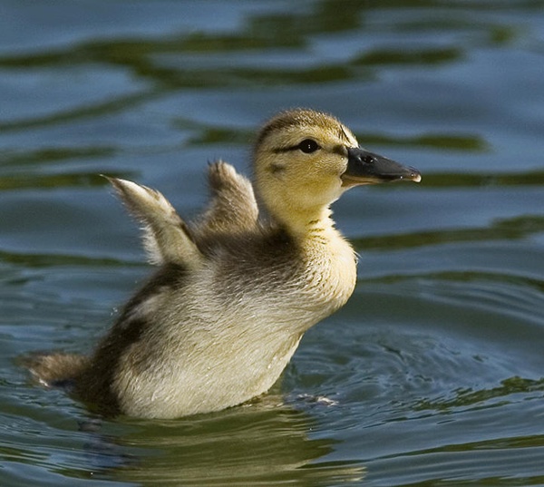 60 Cute Baby Duck Pictures to Make You Say Awww