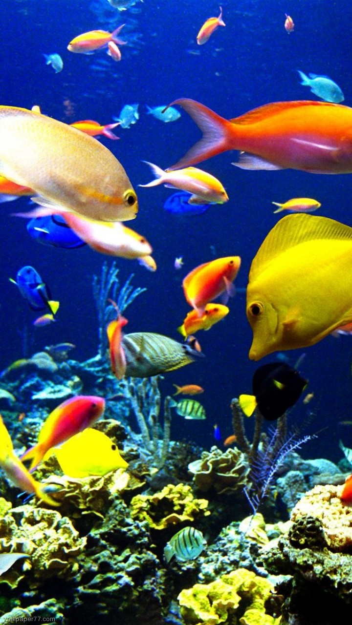 Tropical Harmony Fish Sea Ocean Underwater Beach Wallpaper HD Desktop