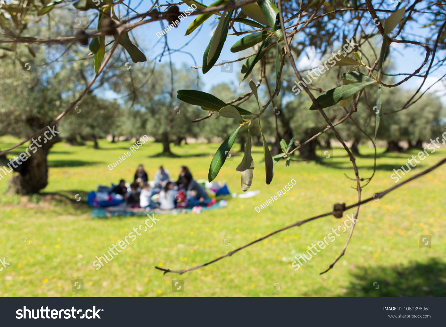 Close Olives Tree Leaves On Blur Stock Photo Edit Now