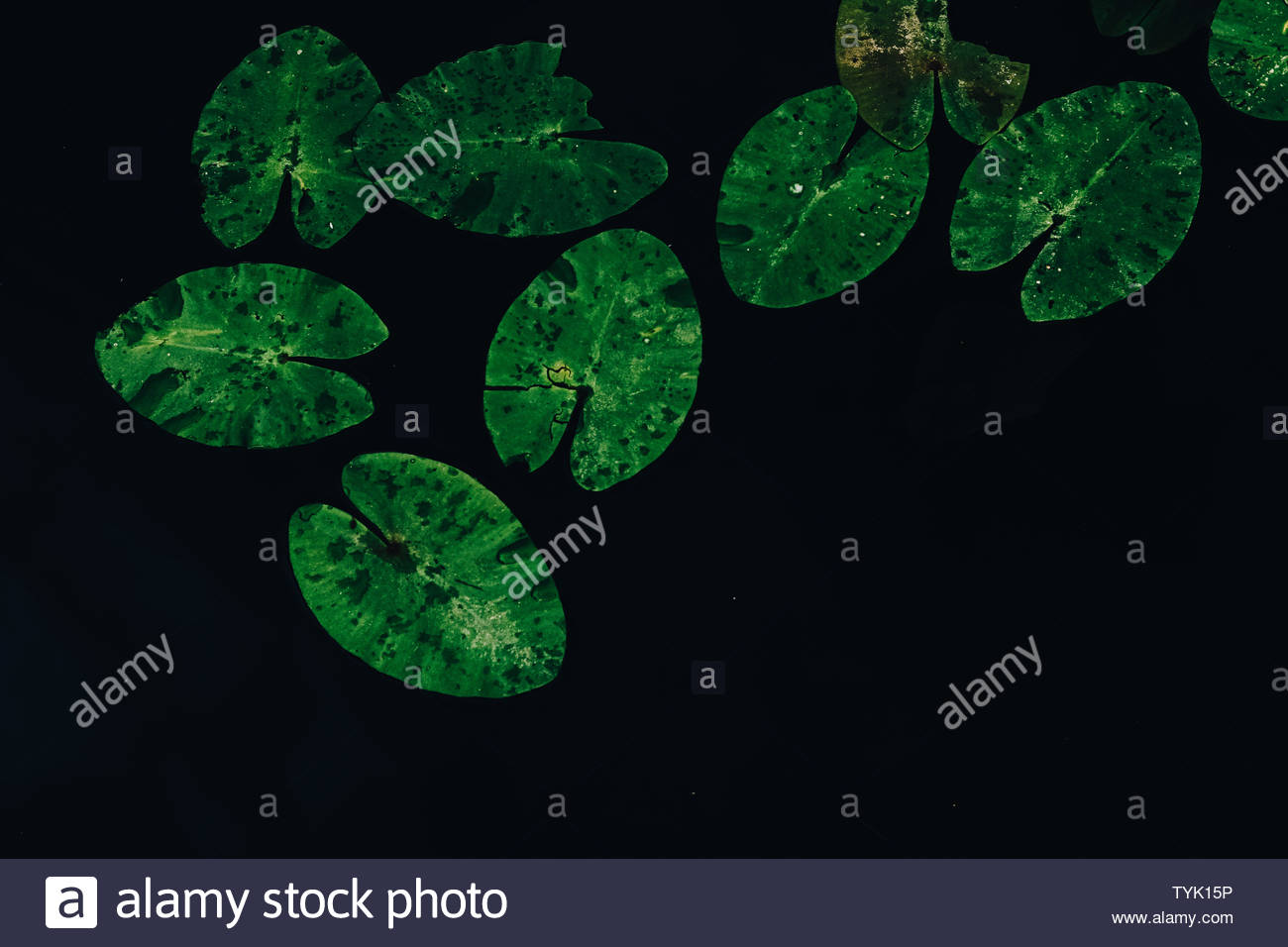 Lilypads On Water Beautiful Lilies Greenery Top Big