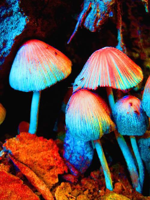 Trippy Neon Mushrooms