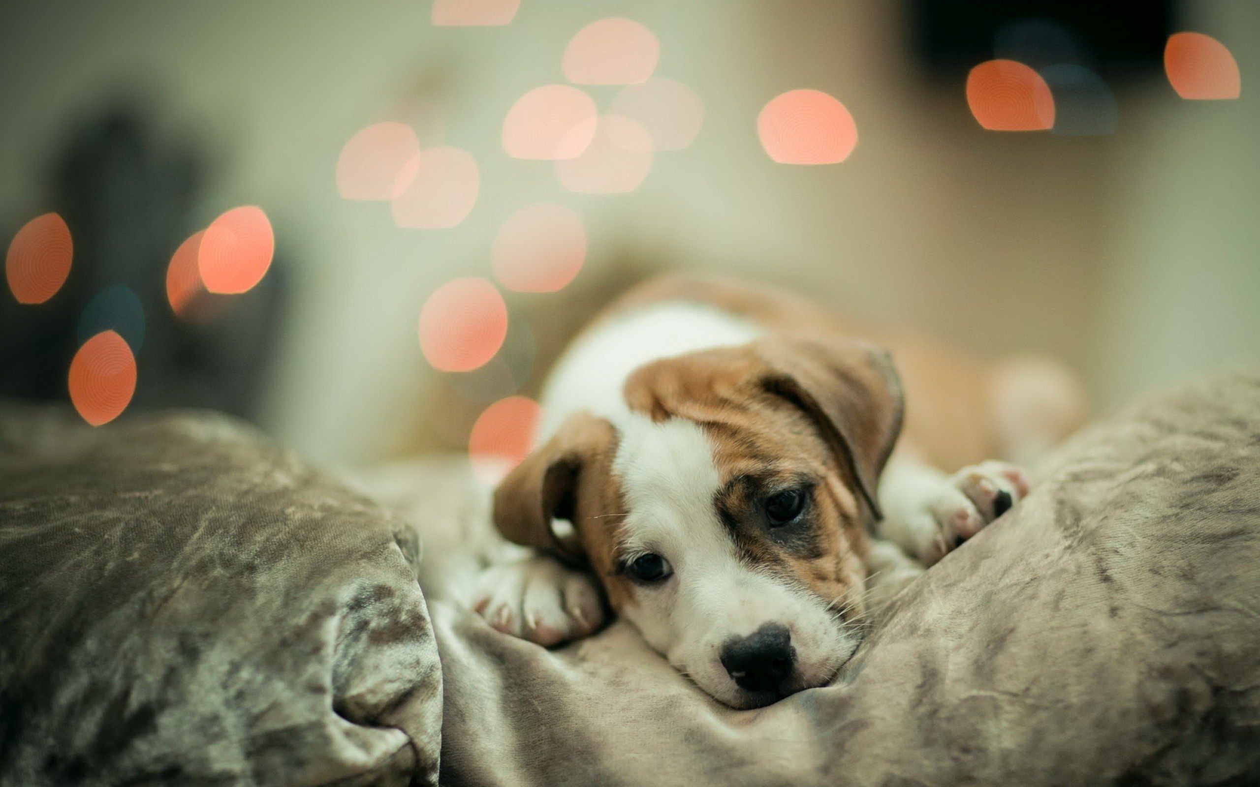 An adorable puppy rests its head on a soft pillow, looking directly at the camera with a sweet and innocent expression. Soft, warm lighting and bokeh effects in the background create a cozy atmosphere